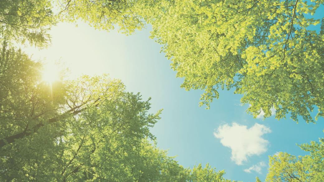 Blue sky surrounded by green tree tops