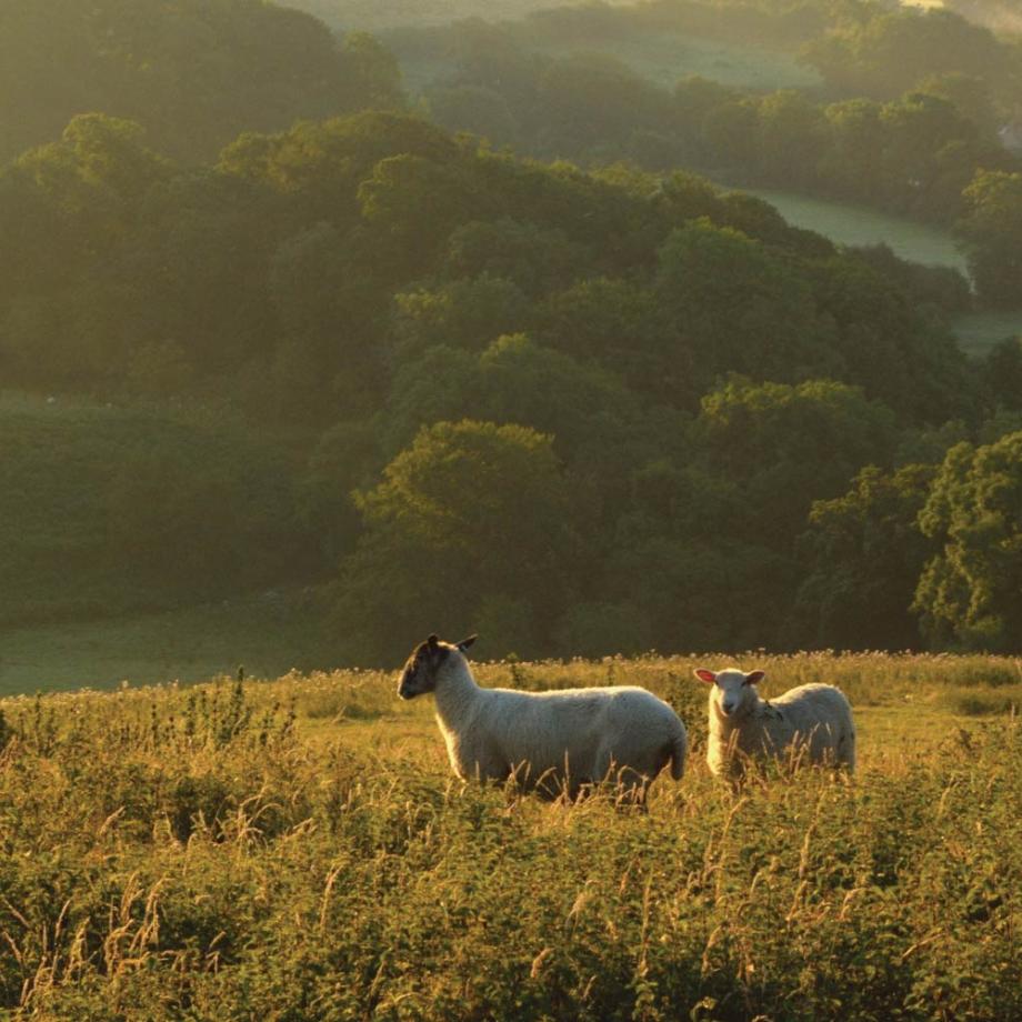 Sheep in North Devon field